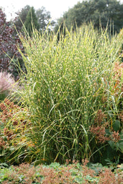 Chinaschilf - Miscanthus sinensis Zebrinus - weitere Ansicht